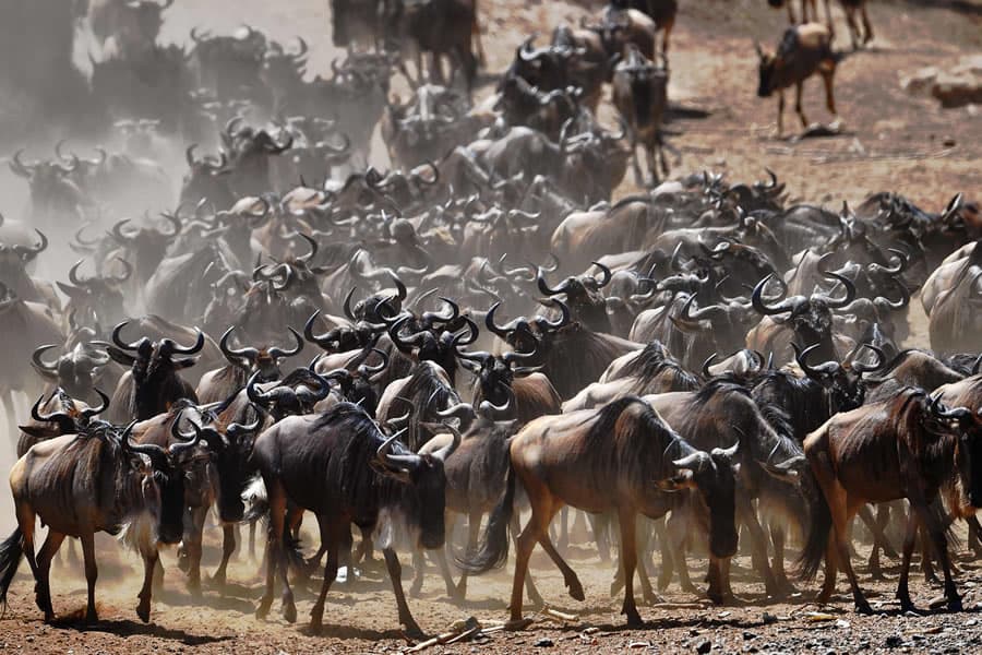Maasai Mara, Kenya