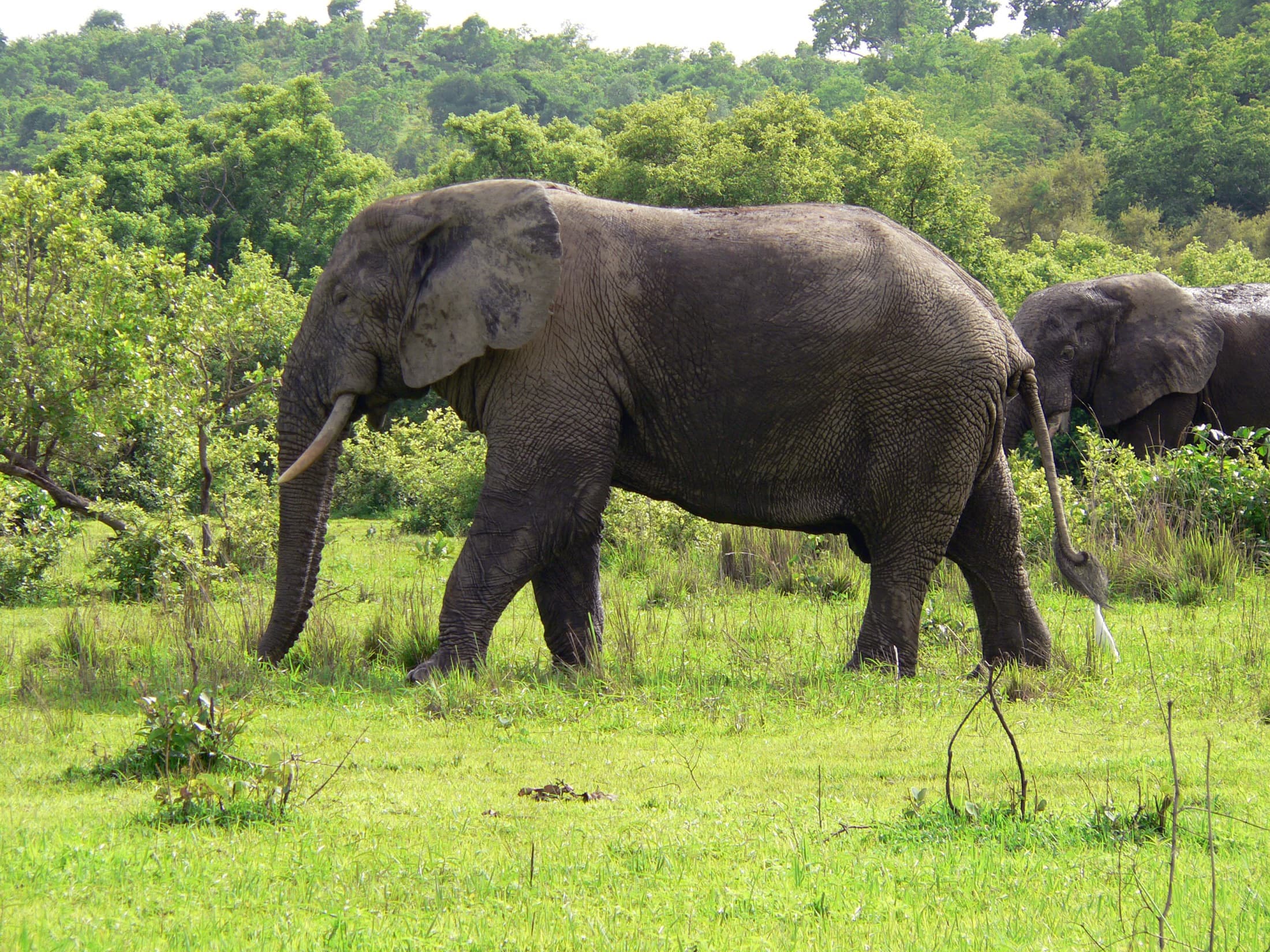 Mole Elephant Safari + Larabanga Mosque — 3 Days, Ghana