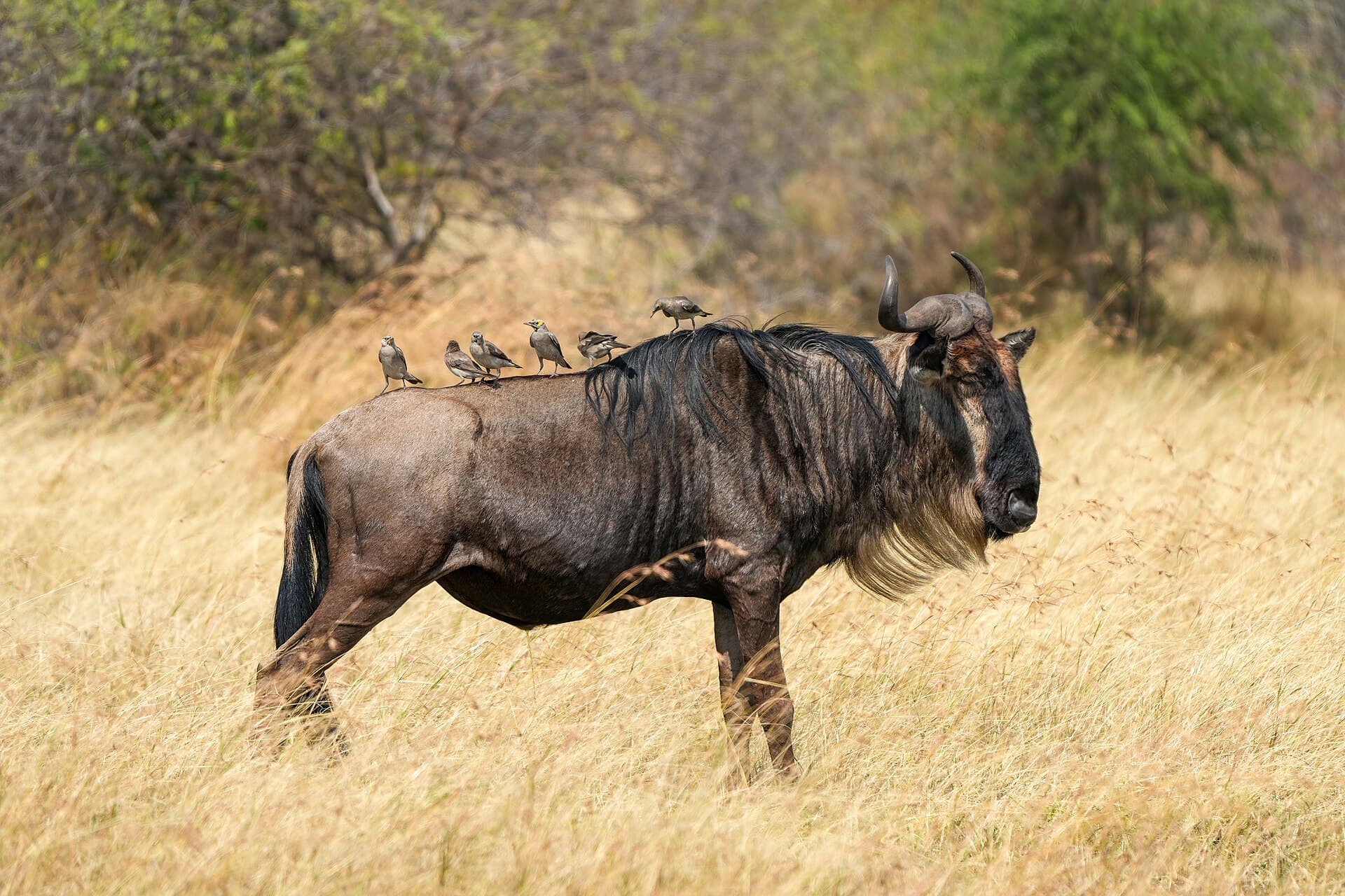 Serengeti, Tanzania