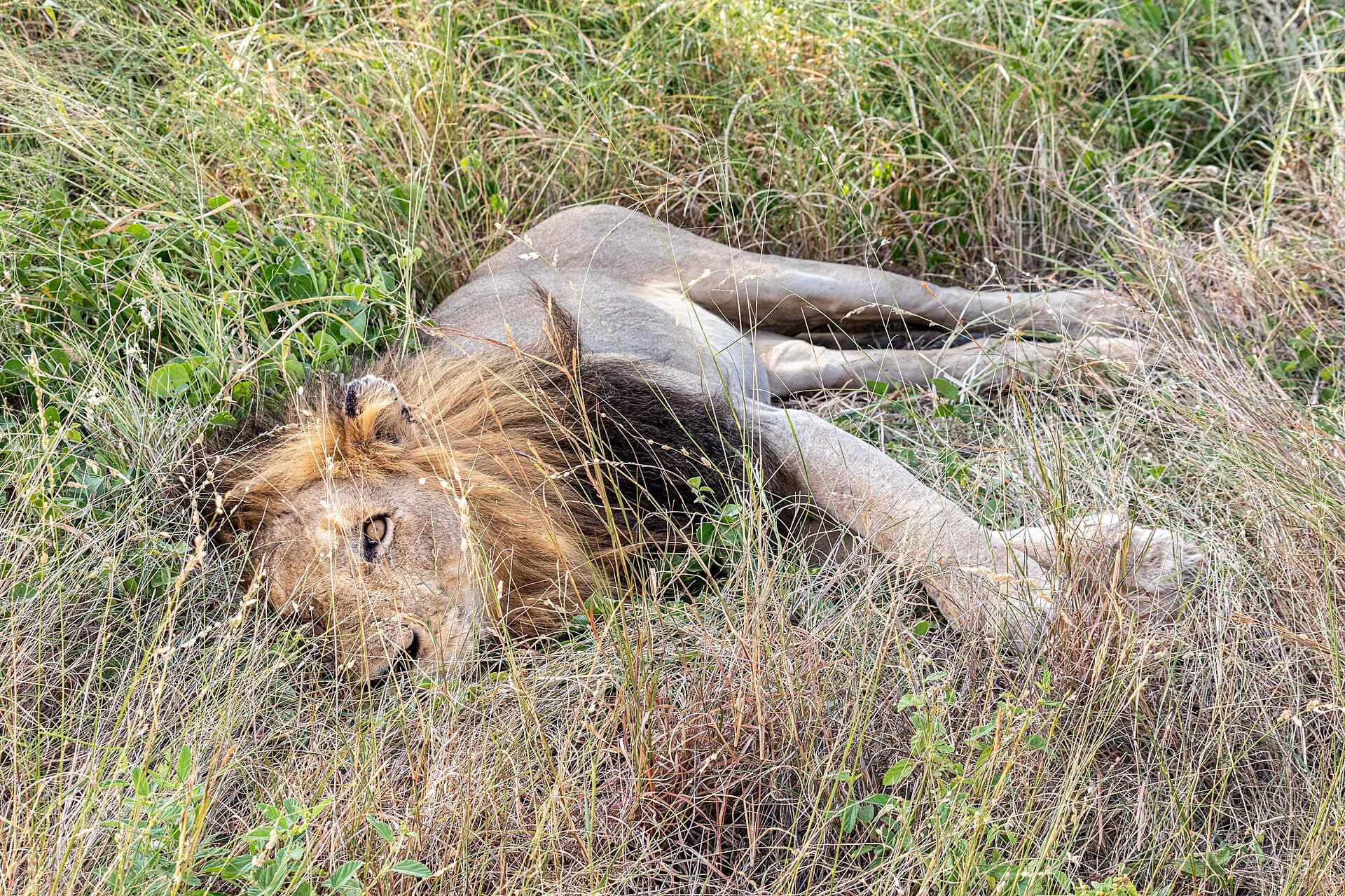 Kruger Big 5 Safari — 3 Days, South Africa